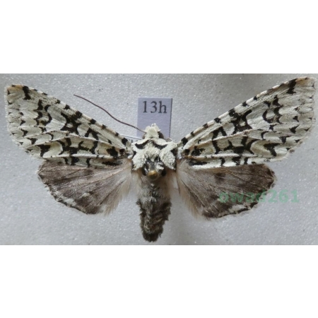 Dichonia aprilina (Linnaeus, 1758) Ochybnica runiówka Czech13h